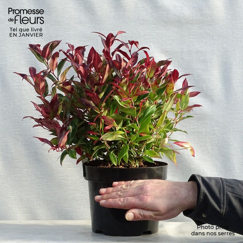 Leucothoe fontanesiana Scarletta en pot de 3L esemplare consegnato in inverno