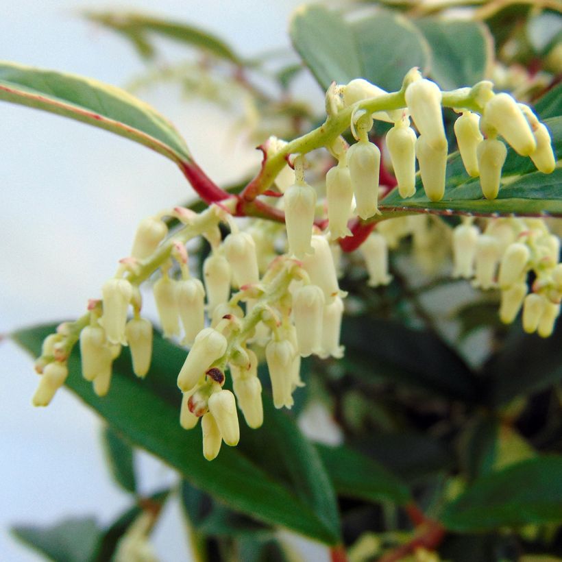 Leucothoe fontanesiana Whitewater (Fioritura)