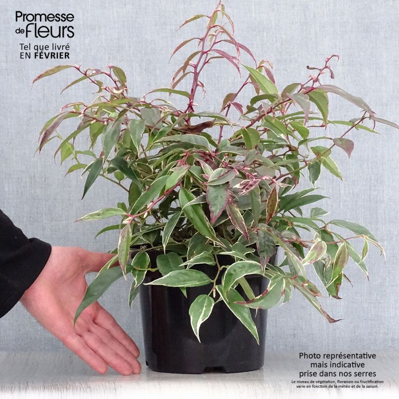 Leucothoe fontanesiana Whitewater Pot de 2L/3L esemplare consegnato in inverno