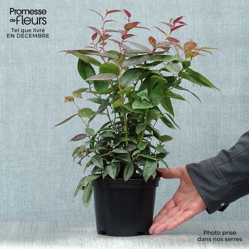 Leucothoe fontanesiana Zebonard - Leucothoe walteri Zebonard Pot de 2L/3L esemplare consegnato in inverno