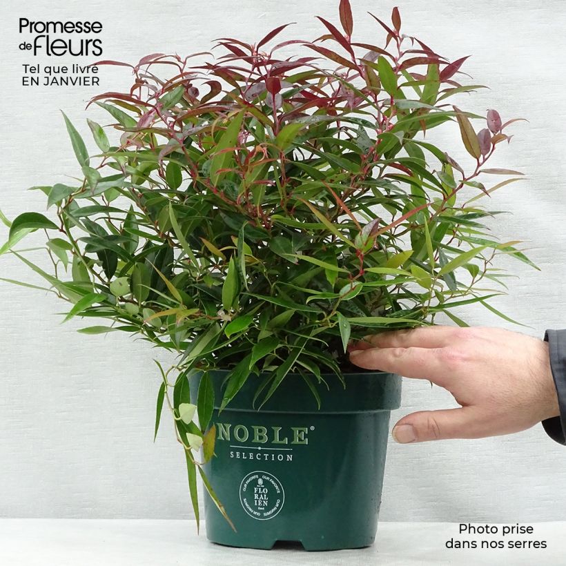 Leucothoe keiskei Burning Love Pot de 2L/3L esemplare consegnato in inverno