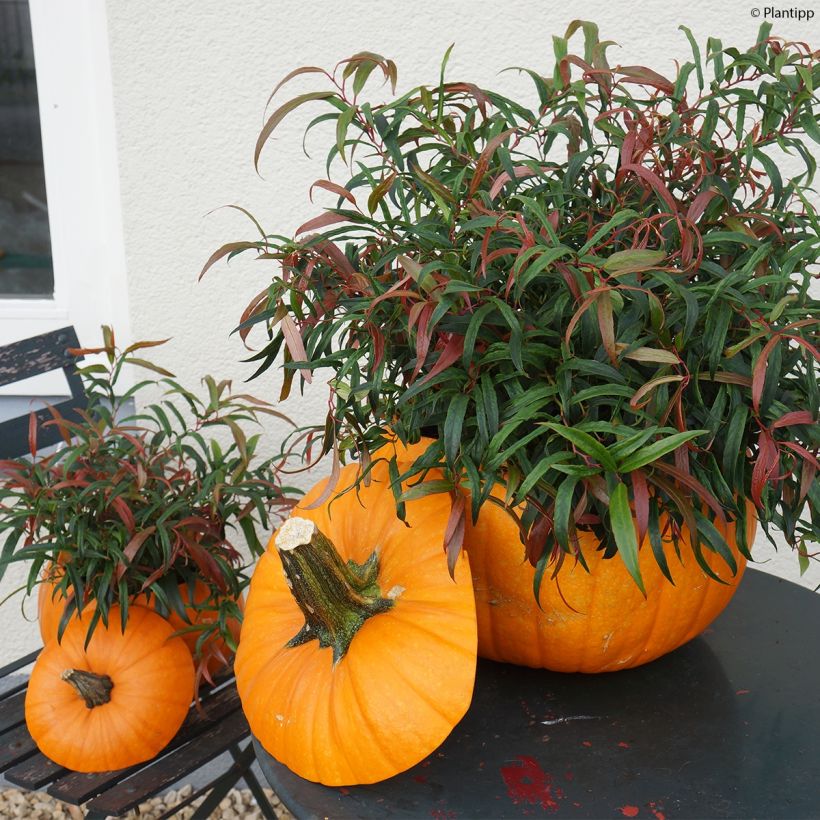 Leucothoe keiskei Halloween (Porto)