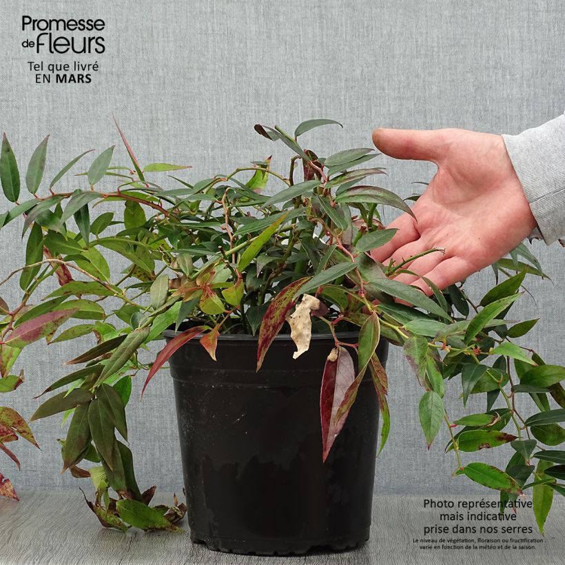 Leucothoe walteri Royal Ruby Pot de 2L esemplare consegnato in inverno