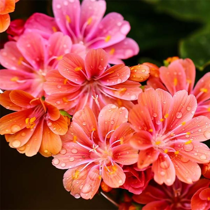 Lewisia cotyledon Mix (Fioritura)