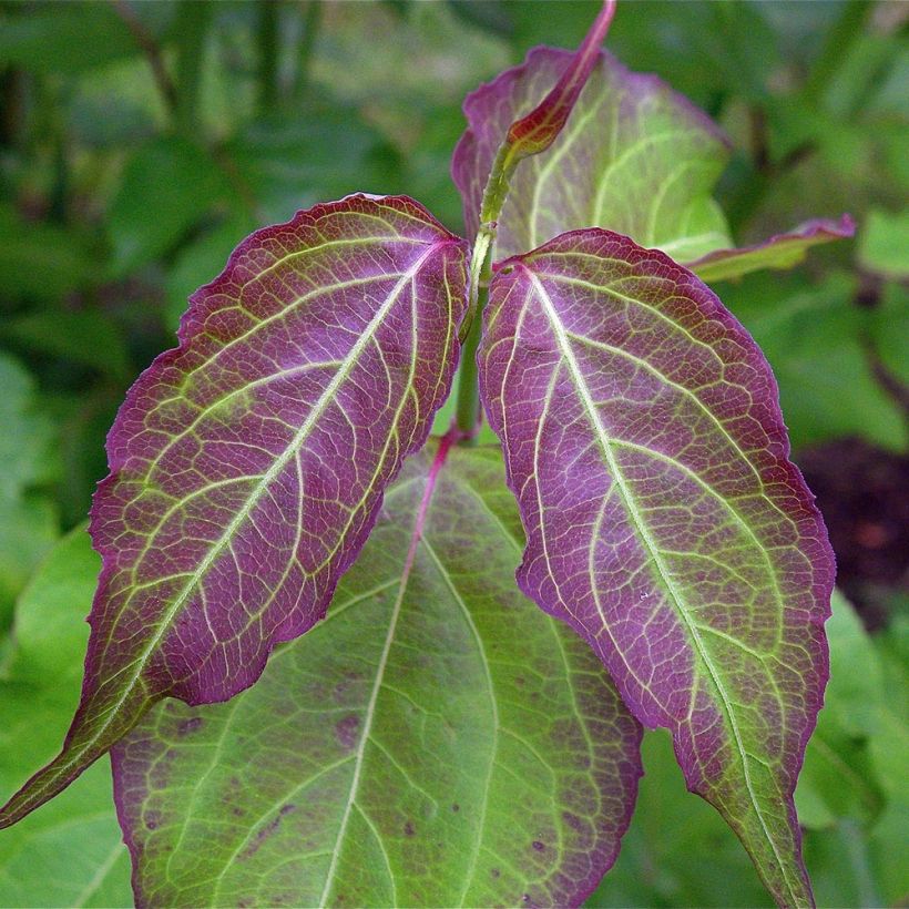 Leycesteria formosa - Caprifoglio himalayano (Fogliame)