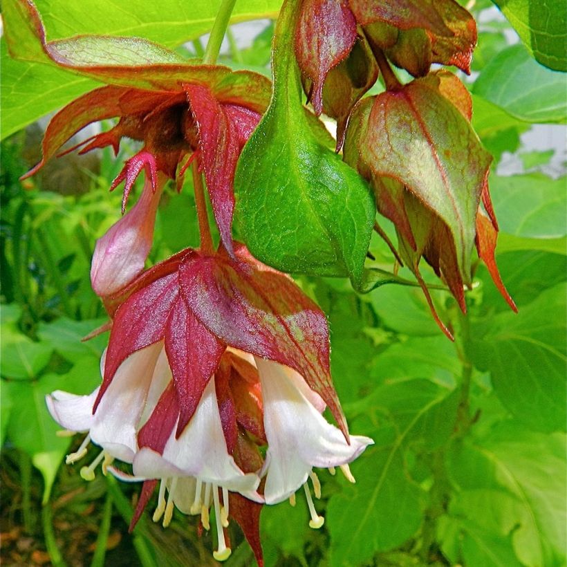 Leycesteria formosa - Caprifoglio himalayano (Fioritura)