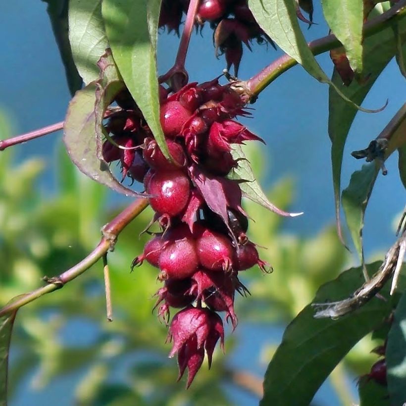 Leycesteria formosa - Caprifoglio himalayano (Raccolta)