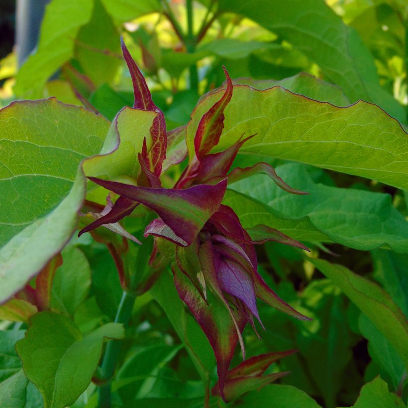 Leycesteria formosa Golden Lanterns (Fioritura)