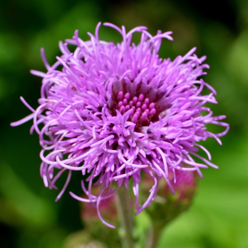 Liatris ligulistylis (Fioritura)