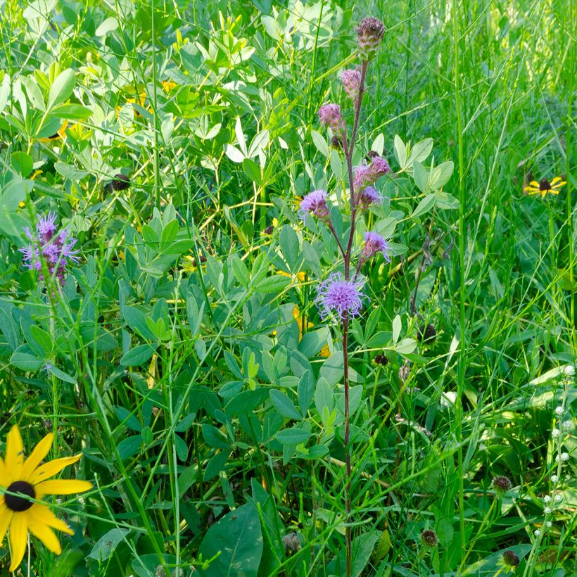 Liatris ligulistylis (Porto)