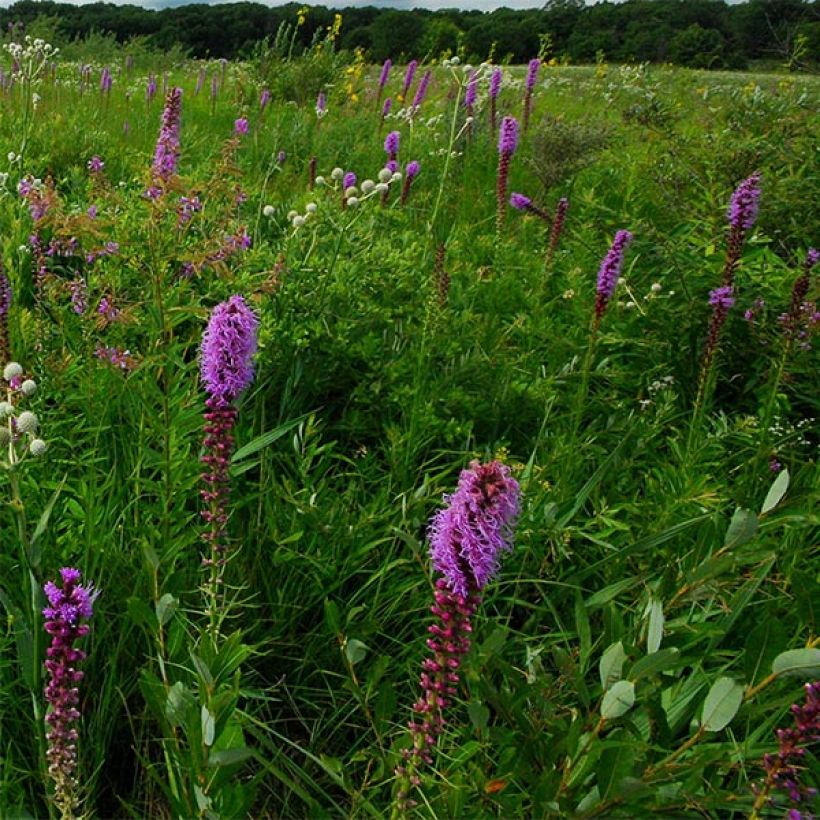 Liatris pycnostachya (Fioritura)