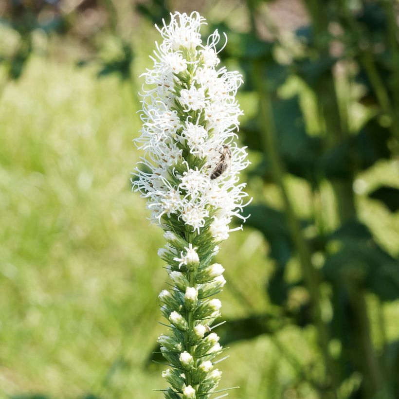 Liatris spicata Floristan White (Fioritura)