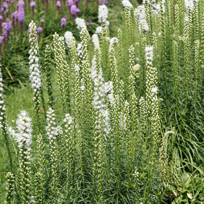 Liatris spicata Floristan White (Porto)