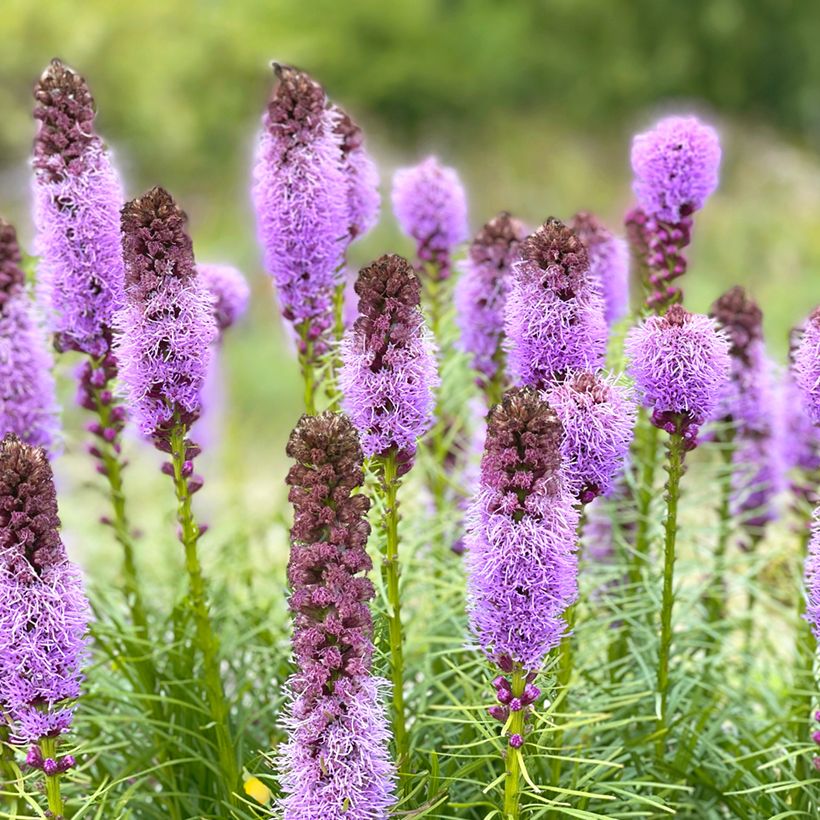 Liatris spicata - Liatride a spighe (Fioritura)