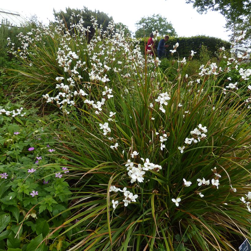 Libertia formosa (Porto)