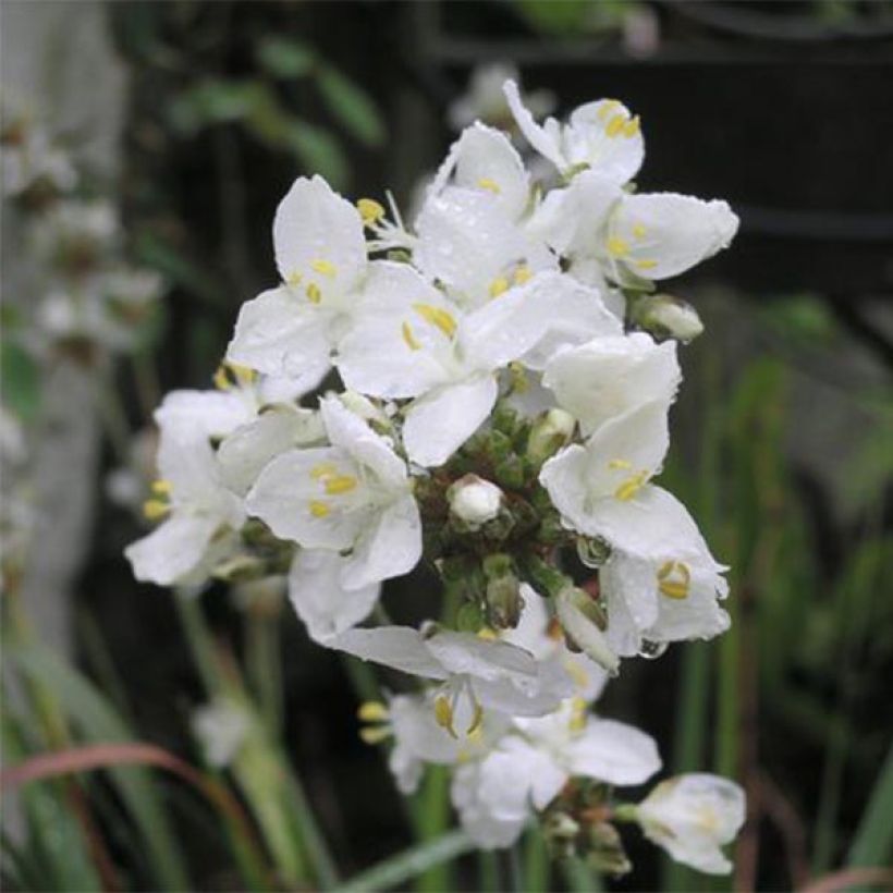 Libertia grandiflora (Fioritura)