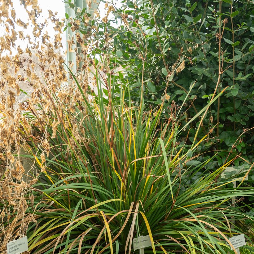 Libertia grandiflora (Porto)