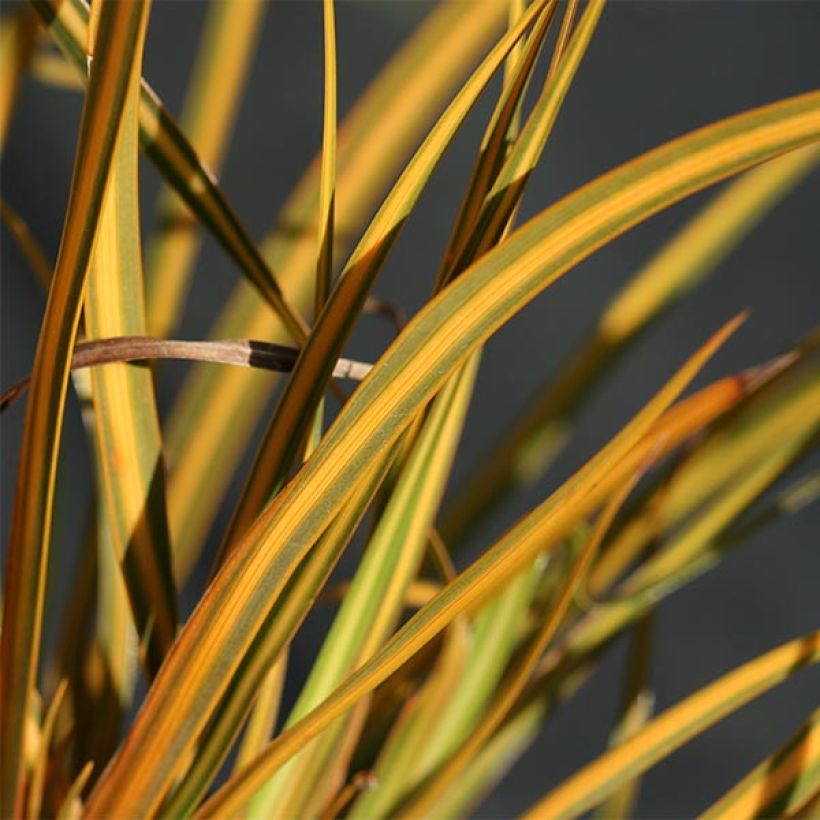 Libertia ixioides Goldfinger (Fogliame)