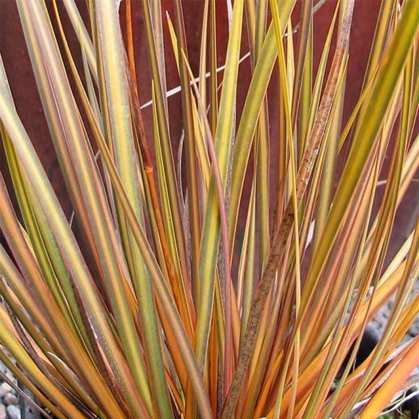 Libertia ixioides Taupo Blaze (Fogliame)