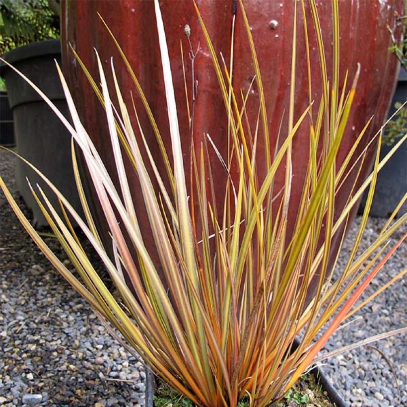 Libertia ixioides Taupo Blaze (Porto)