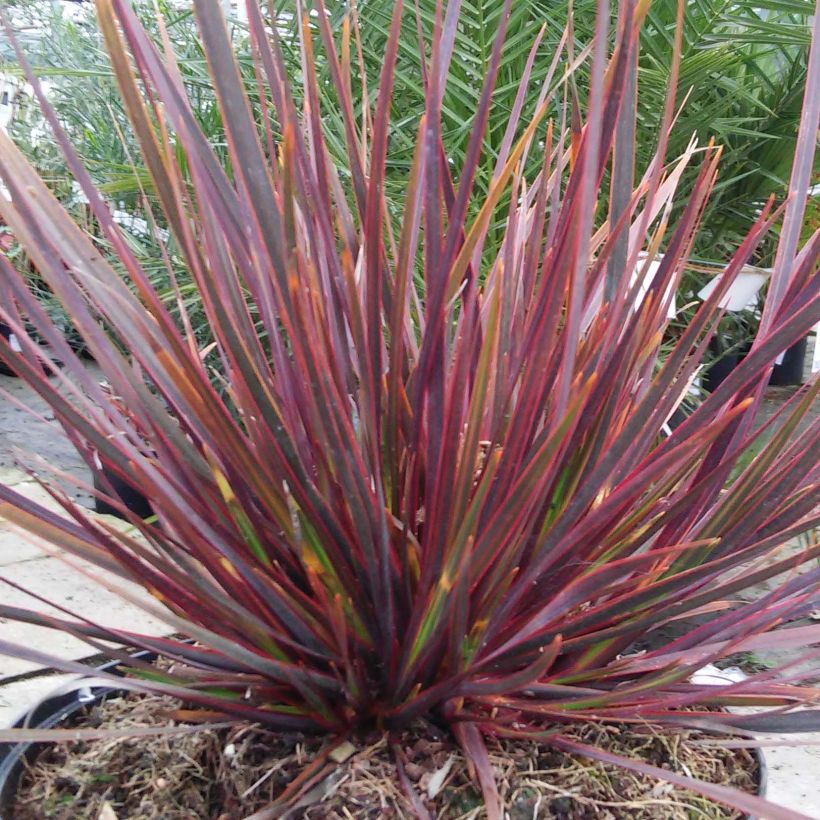 Libertia ixioides Taupo Sunset (Fogliame)