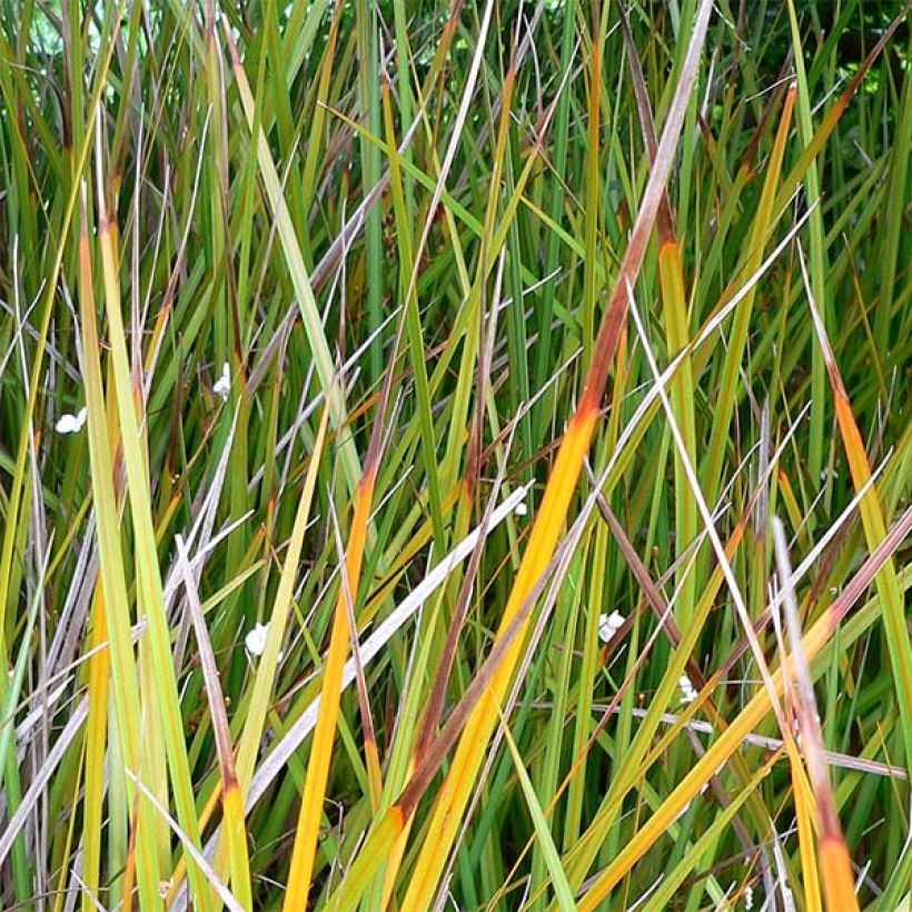 Libertia peregrinans (Fogliame)