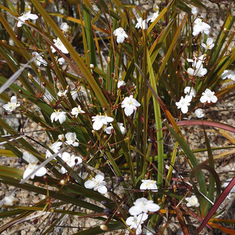 Libertia peregrinans (Fioritura)