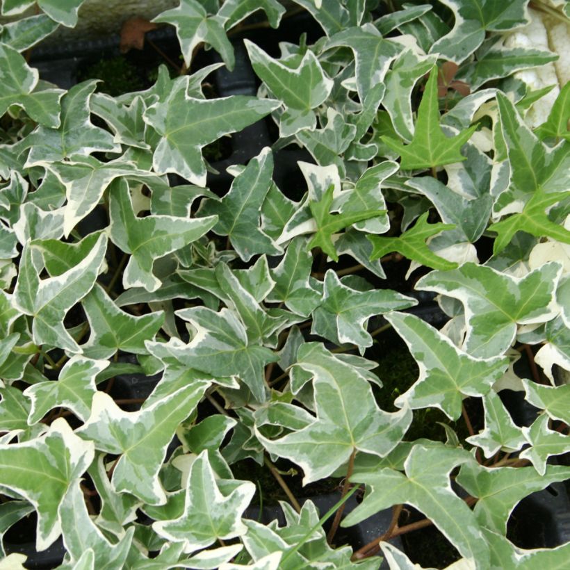 Hedera helix Sagittifolia Variegata - Edera variegata (Fogliame)