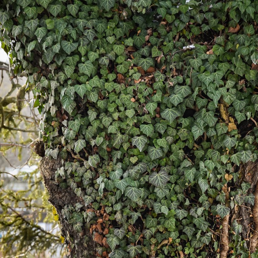 Hedera helix Woerner - Edera (Porto)