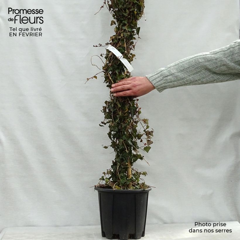 Lierre commun - Hedera helix en pot de 7,5l/10l esemplare consegnato in inverno