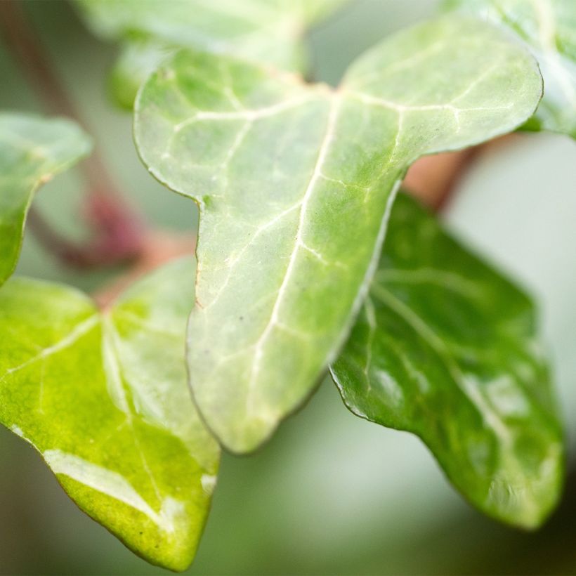 Hedera helix Jake - Edera (Fogliame)