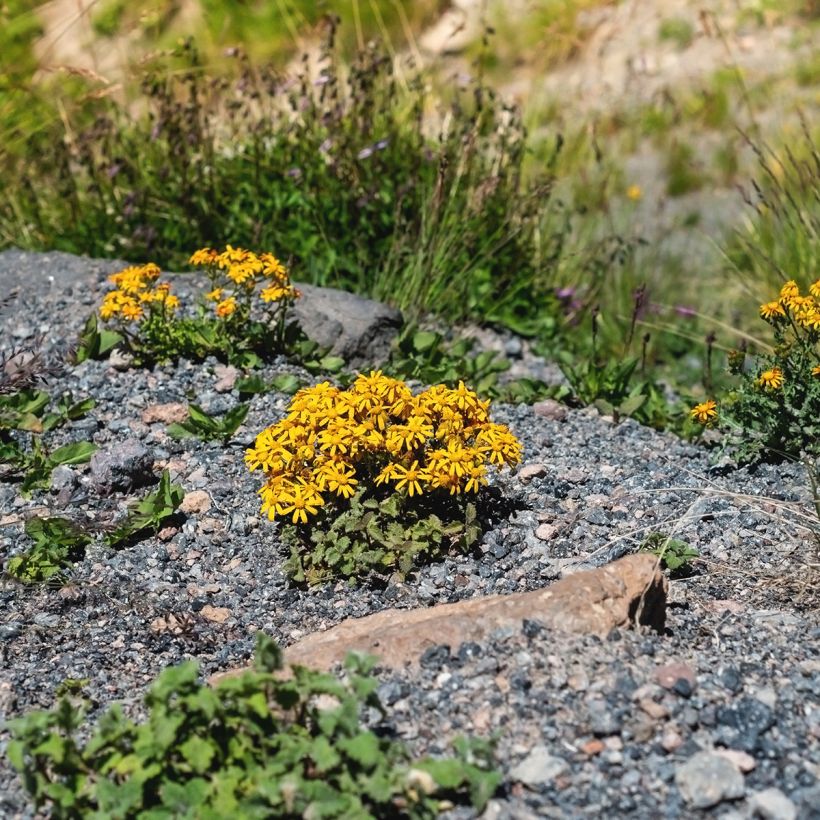 Ligularia dentata Desdemona (Porto)