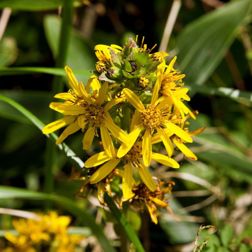 Ligularia fischeri (Fioritura)