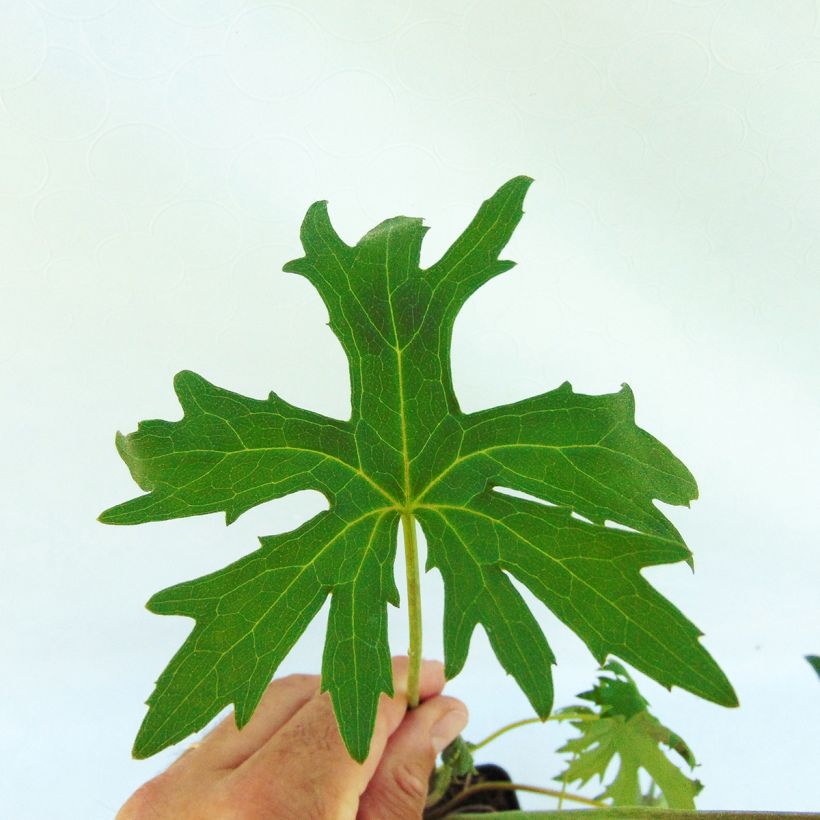 Ligularia przewalskii (Fogliame)