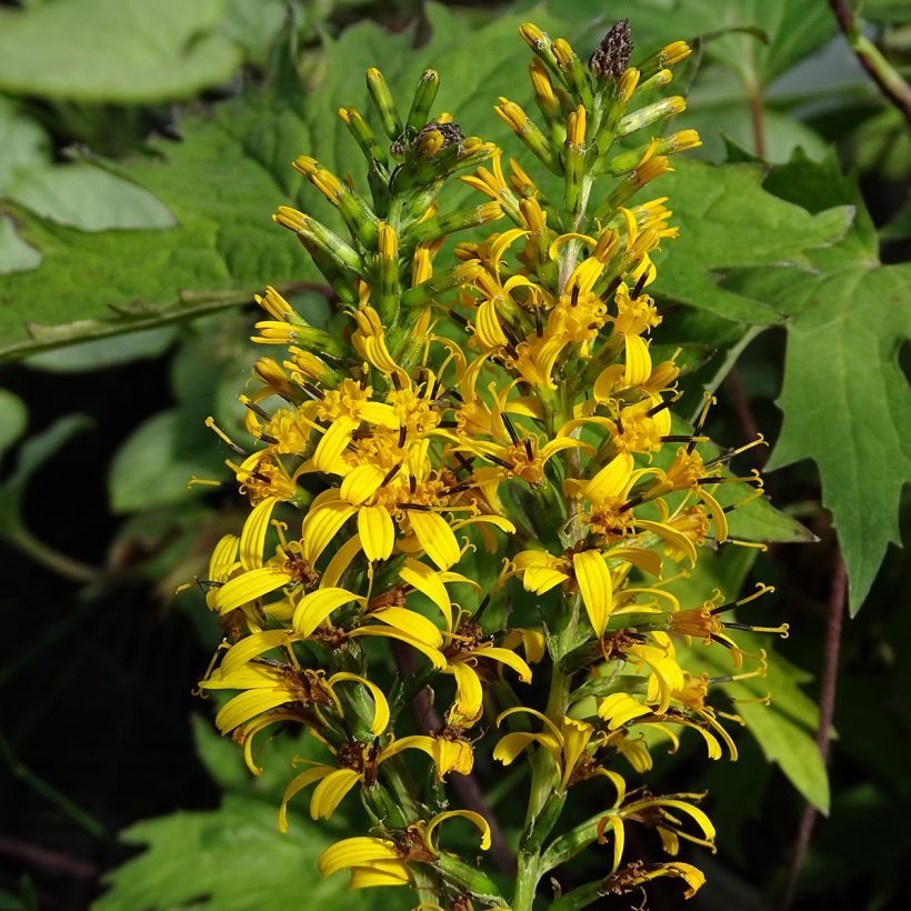 Ligularia przewalskii (Fioritura)