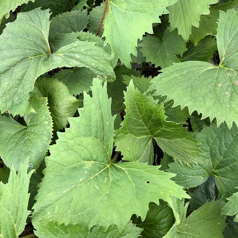 Ligularia stenocephala The Rocket (Fogliame)