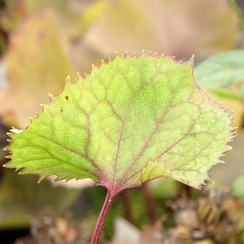 Ligularia hessei Lanternchern (Fogliame)