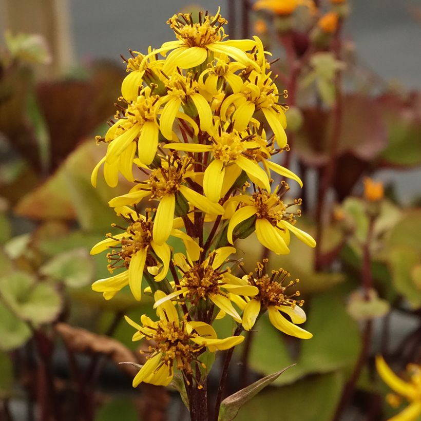 Ligularia hessei Lanternchern (Fioritura)