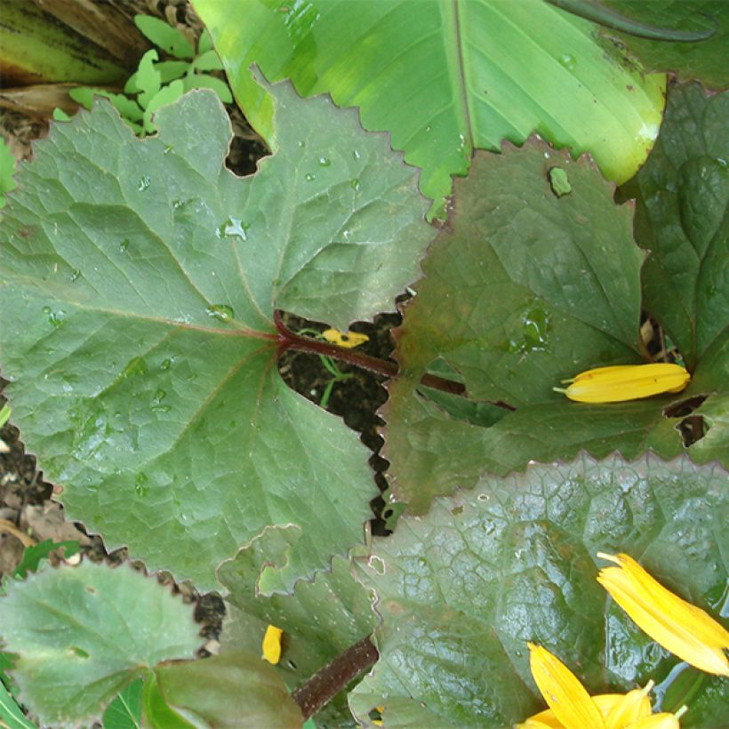 Ligularia Gregynog Gold (Fogliame)