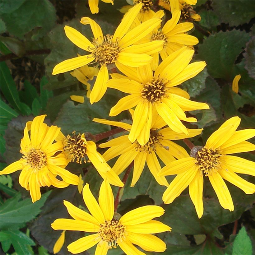 Ligularia Gregynog Gold (Fioritura)