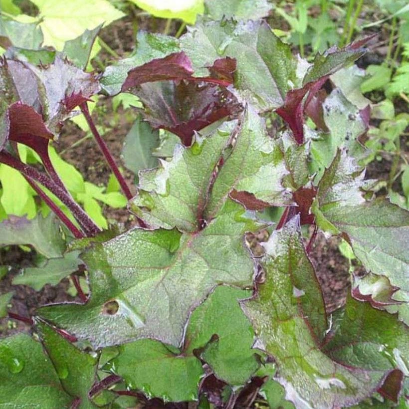 Ligularia Osiris Fantaisie (Fogliame)