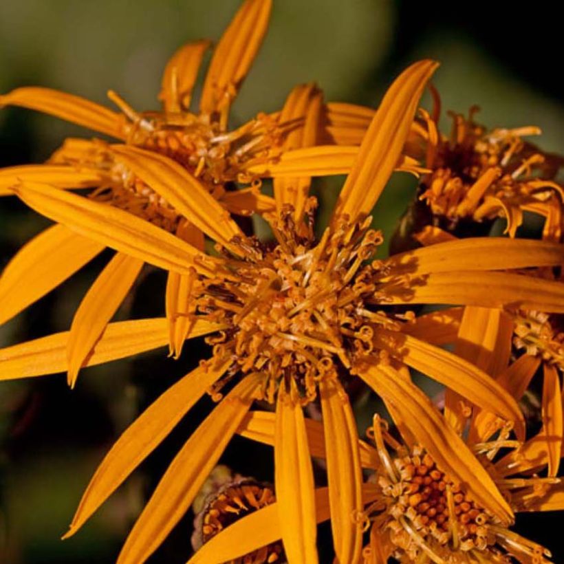 Ligularia Osiris Fantaisie (Fioritura)