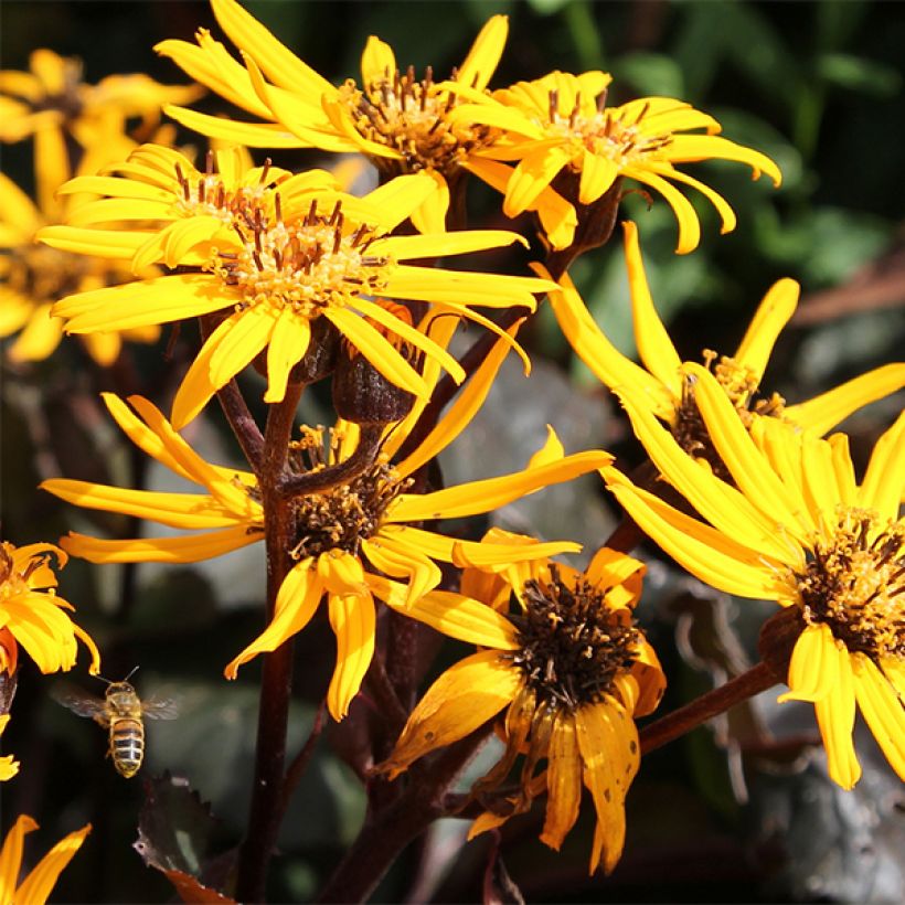 Ligularia dentata Britt-Marie Crawford (Fioritura)