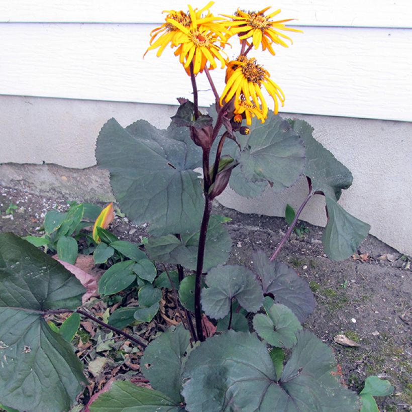 Ligularia dentata Britt-Marie Crawford (Porto)