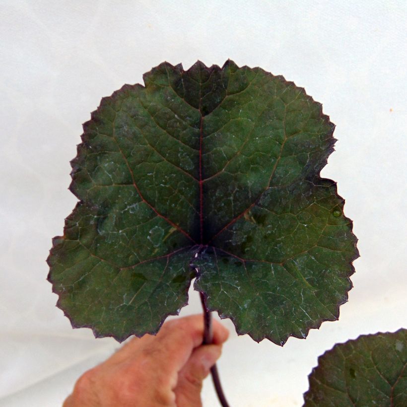 Ligularia dentata Britt-Marie Crawford (Fogliame)