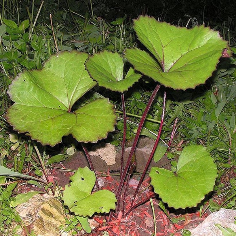 Ligularia dentata Desdemona (Fogliame)