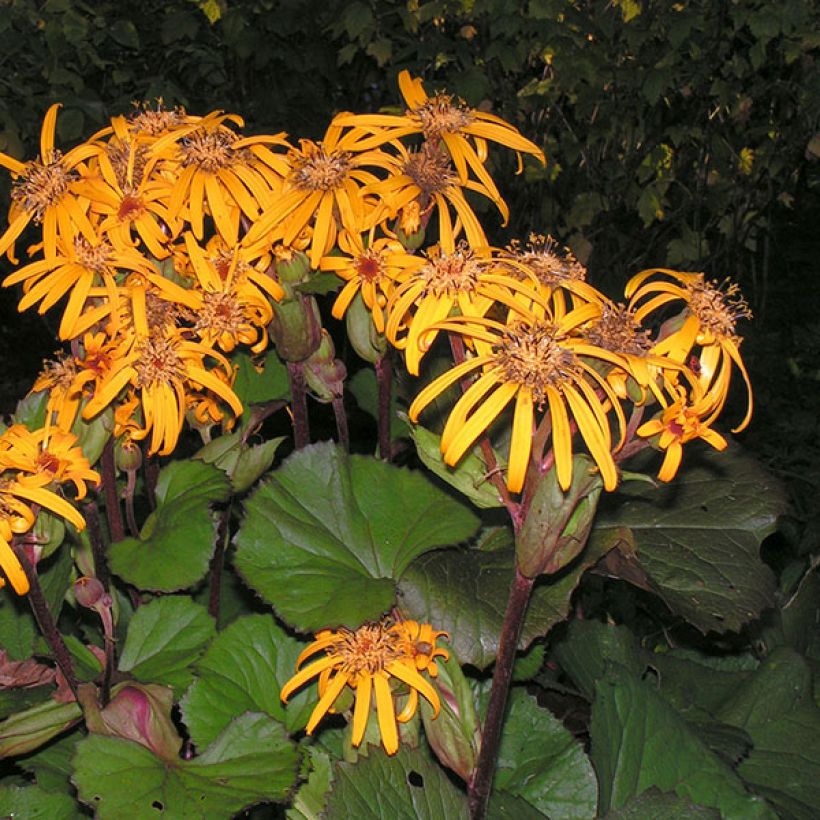 Ligularia dentata Desdemona (Fioritura)