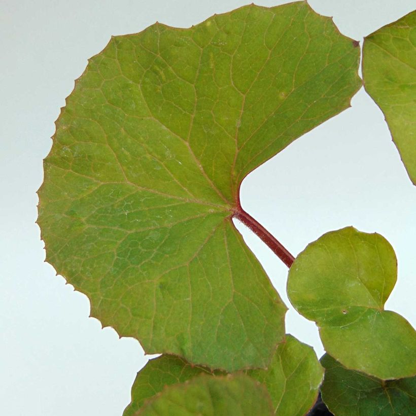 Ligularia dentata (Fogliame)