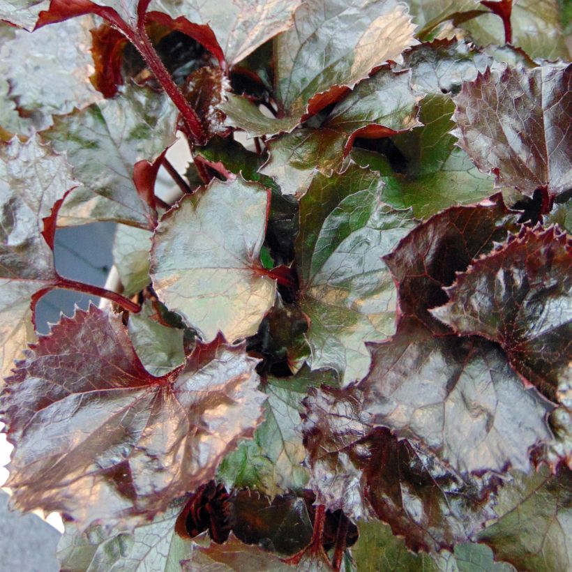 Ligularia dentata Pandora (Fogliame)