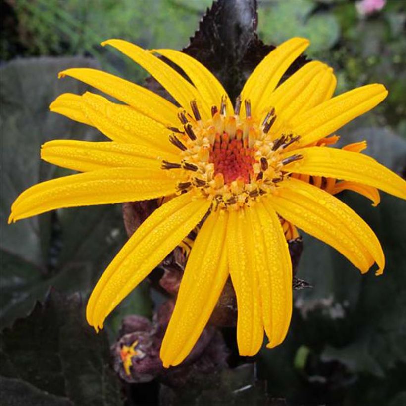 Ligularia dentata Pandora (Fioritura)